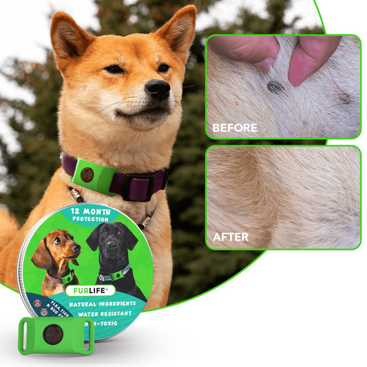 12 Months All Natural Flea and Tick Tags for Dogs